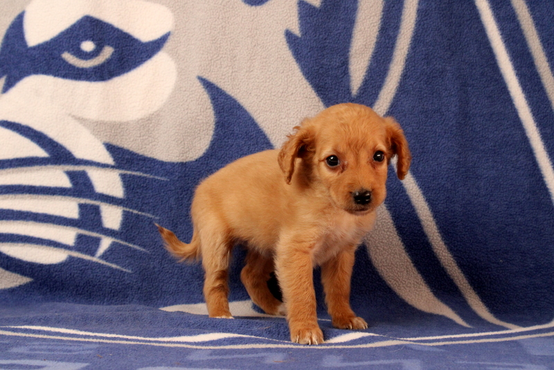 puppy, for, sale, Mini Goldendoodle F2B, Matthew B. Stoltzfus, dog, breeder, Gap, PA, dog-breeder, puppy-for-sale, forsale, nearby, find, puppyfind, locator, puppylocator, aca